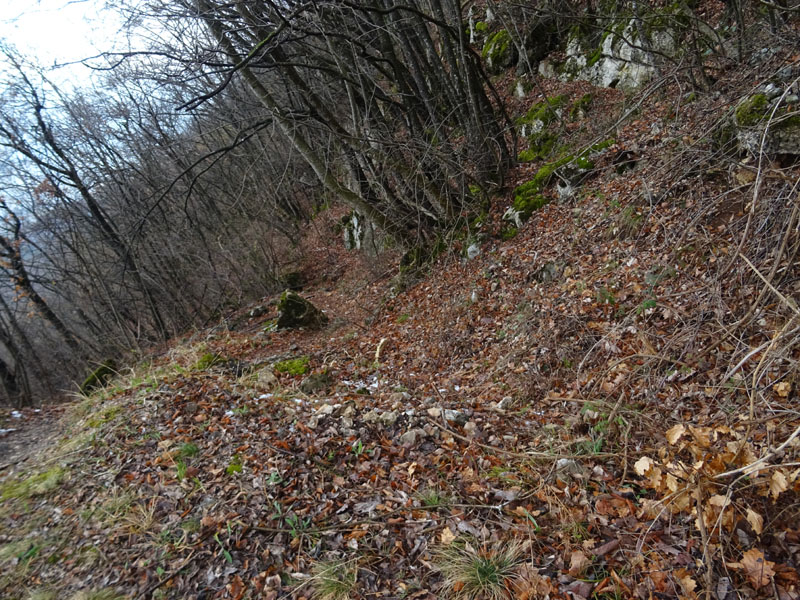 Viola alba subsp. alba - Violaceae